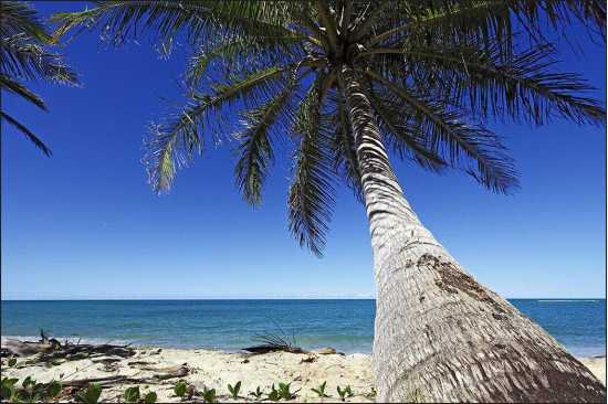 Fototapeta Plaża Ocean Palmy 150 x 225 /41358038